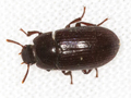 Alphitobius diaperinus